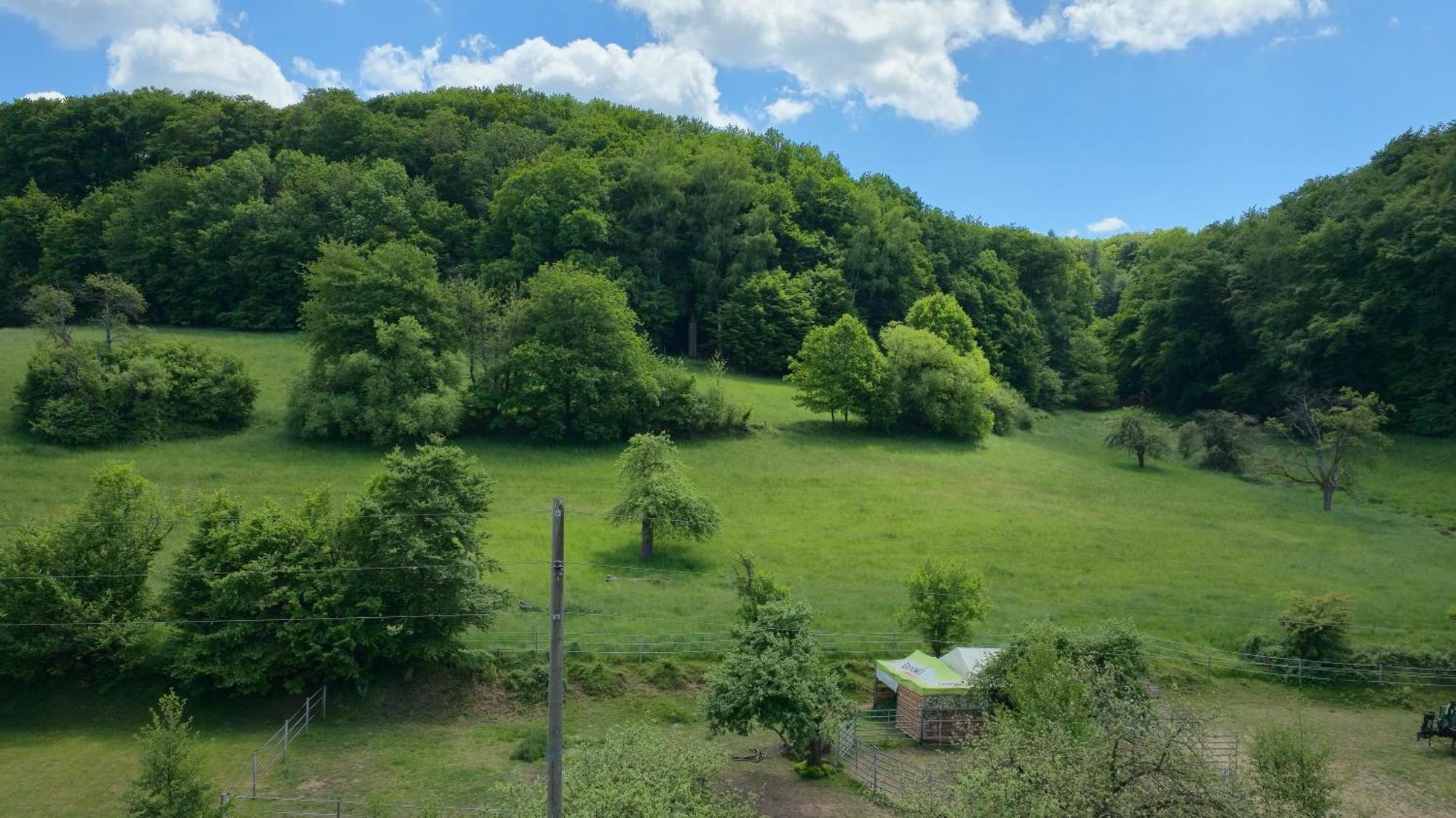 Ferienwohnung - Appartement "Painted Horse" Im Herzen Des Pfaelzer Waldes Reichenbach-Steegen Buitenkant foto